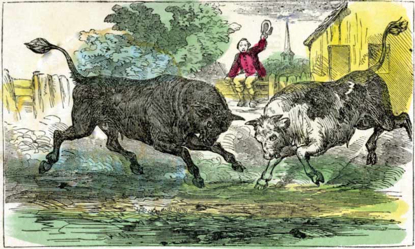 Fighting Bulls