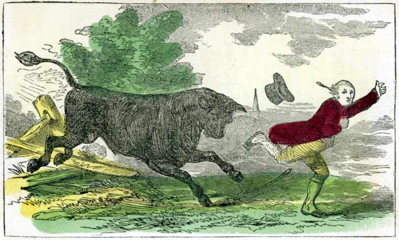 Bull in Pursuit