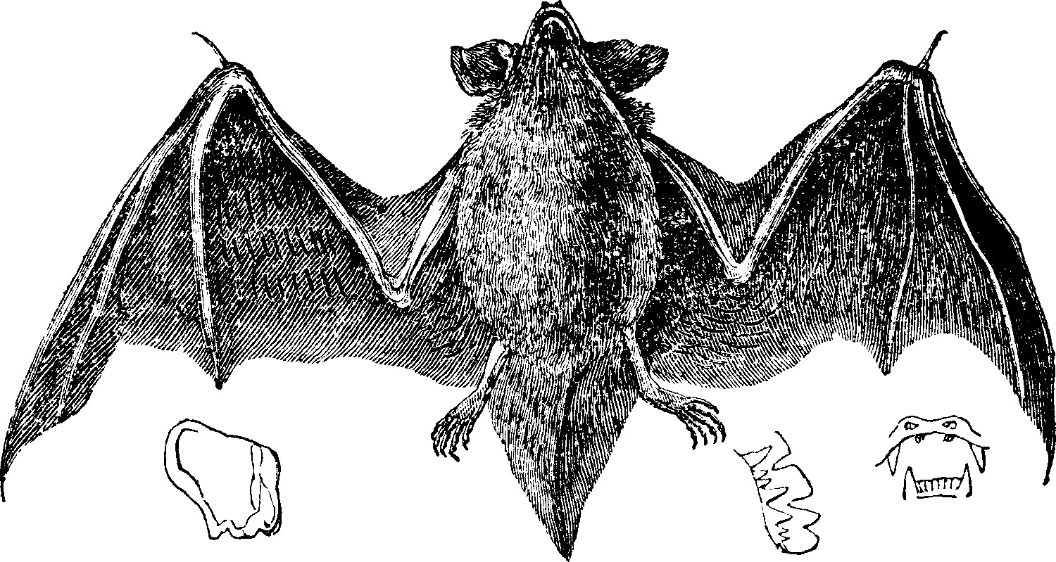 [Illustration