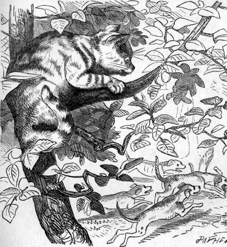 Cat in Tree