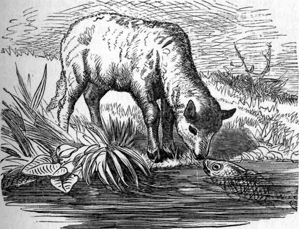 Thirsty Lamb