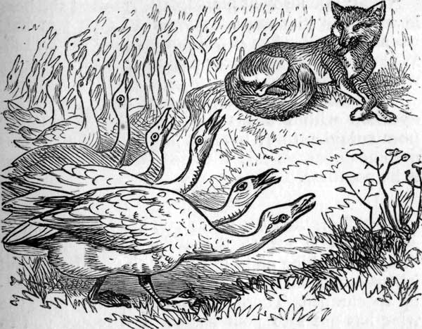 Fox and Geese