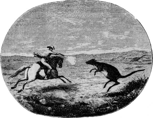 KANGAROO HUNT