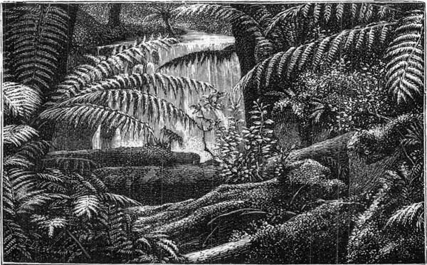 FERN TREES NEAR HOBART TOWN