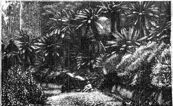 FOREST OF FERNS