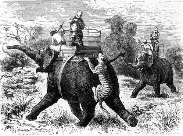 A TIGER-HUNT, ELEPHANT-BACK.