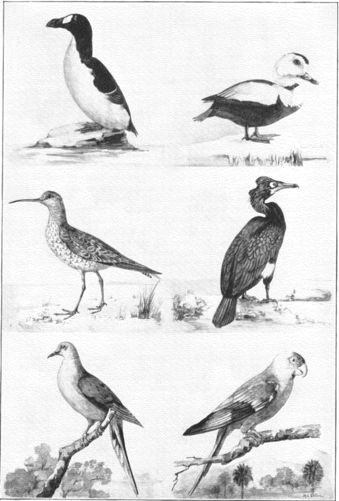 Six Recently Exterminated North American
Birds