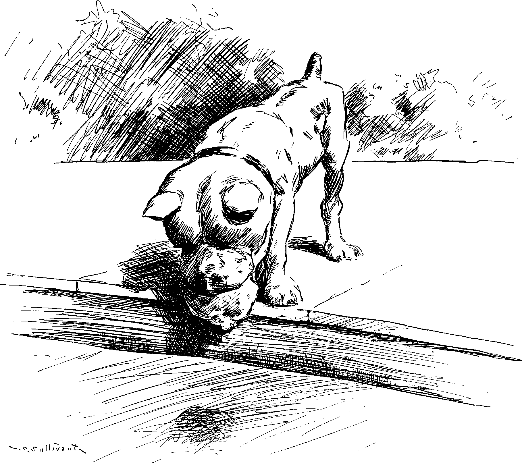 The Dog and the Meat