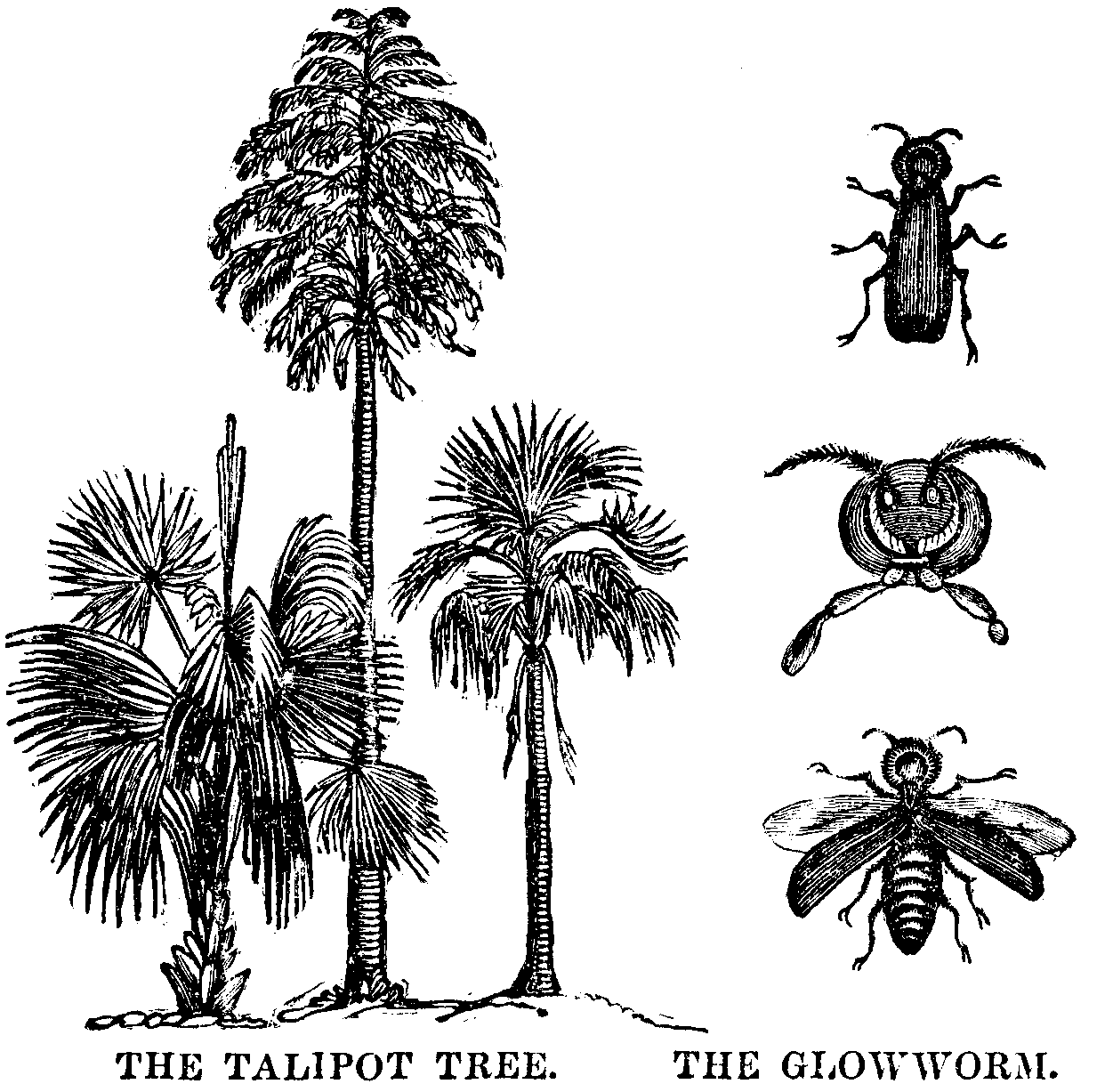 The Talipot Tree. The Glowworm.