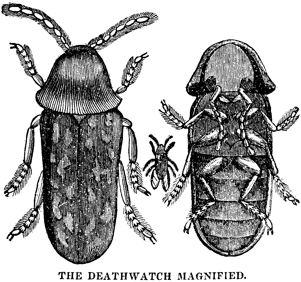 The Deathwatch Magnified.