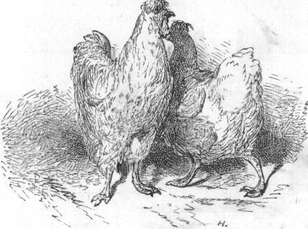 THE TWO CHICKENS.