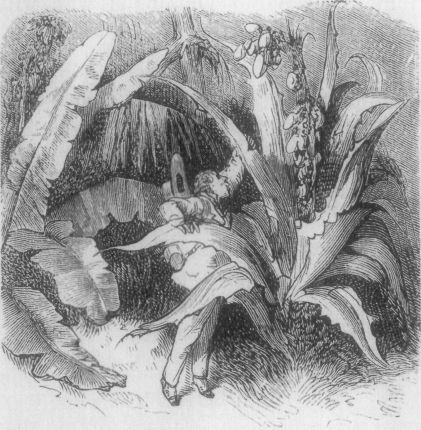 THE BOTANIST.