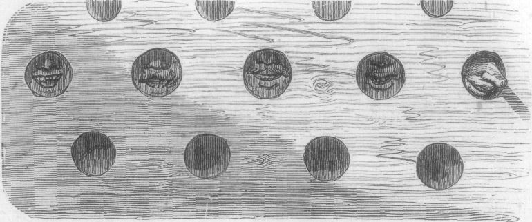 THE ANIMATED CELLS