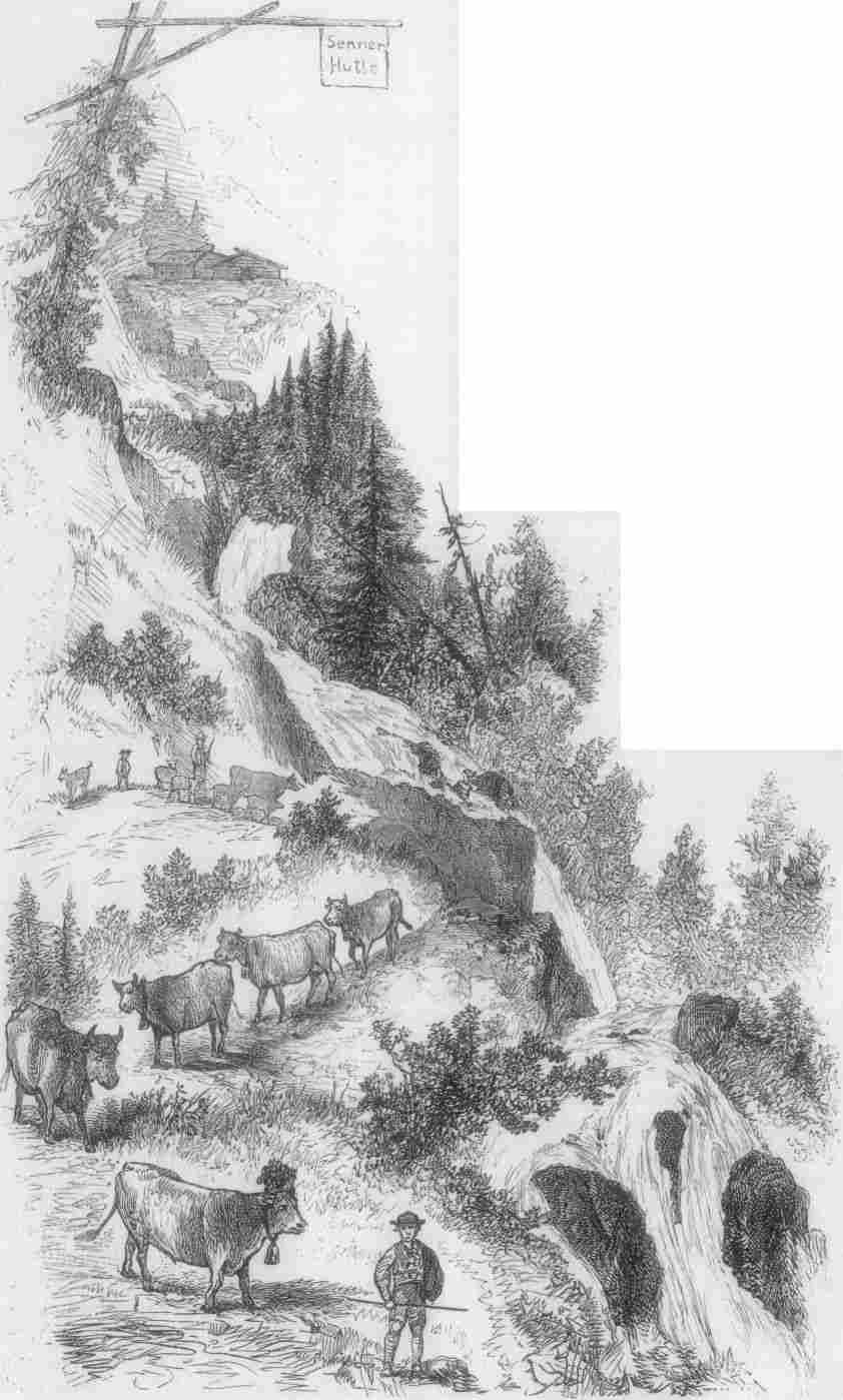 COWS COMING DOWN THE HILLSIDE BY A MOUNTAIN STREAM.
