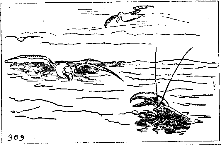 No. 989. La Seagull. Awful fight between a gull and a boiled lobster.