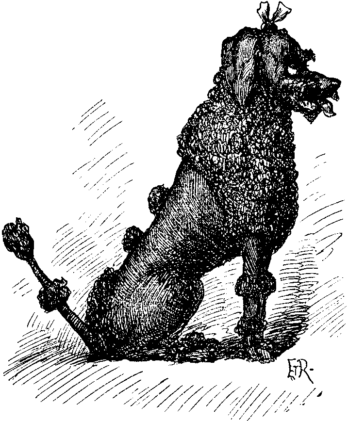 My lady's poodle.
