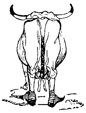 The rear end of a bull, with a braided tail and striped stockings.
