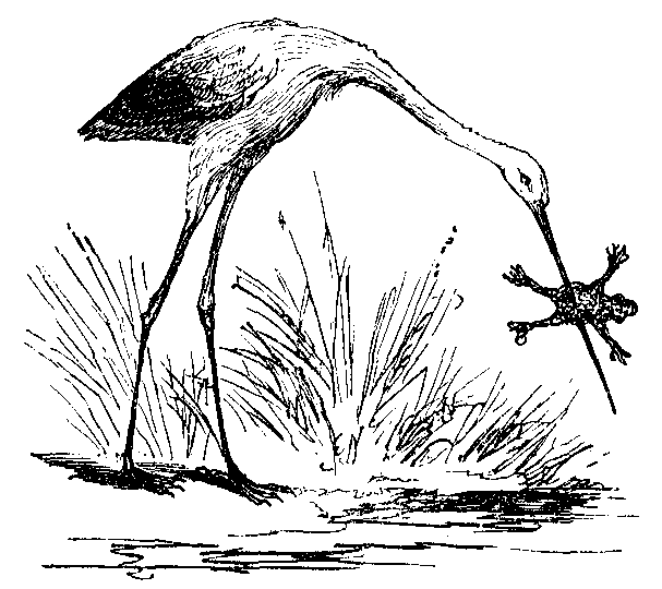 A heron catches a frog.