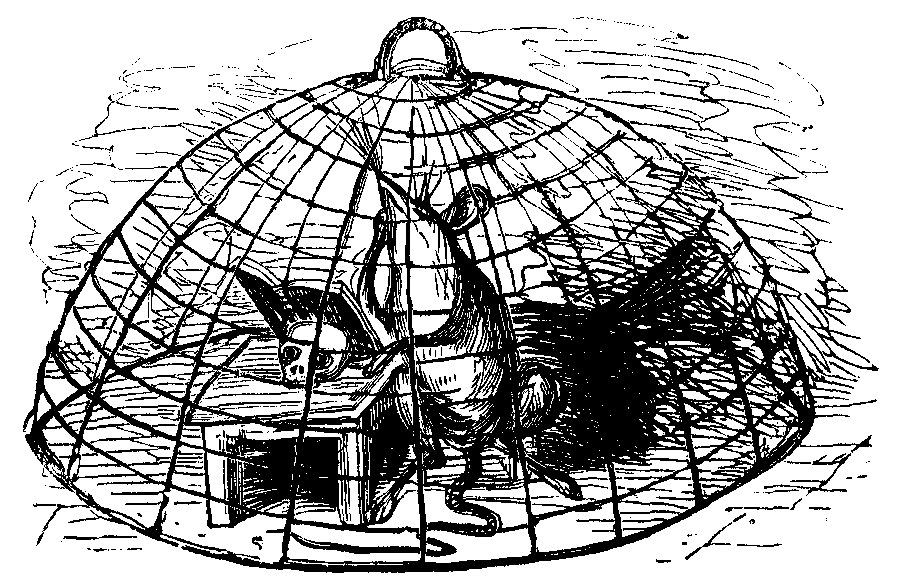 A rat in a cage with a book and a desk.