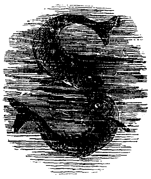 Two whales 'kiss' to form a letter S.