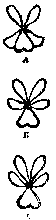 FIG. II. - Violets