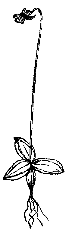 FIG. III. - Least Butterwort.