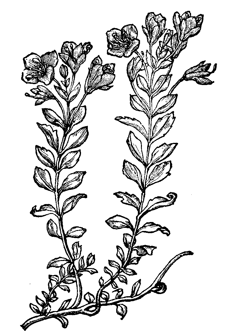 FIG. IV. - Veronica Regina