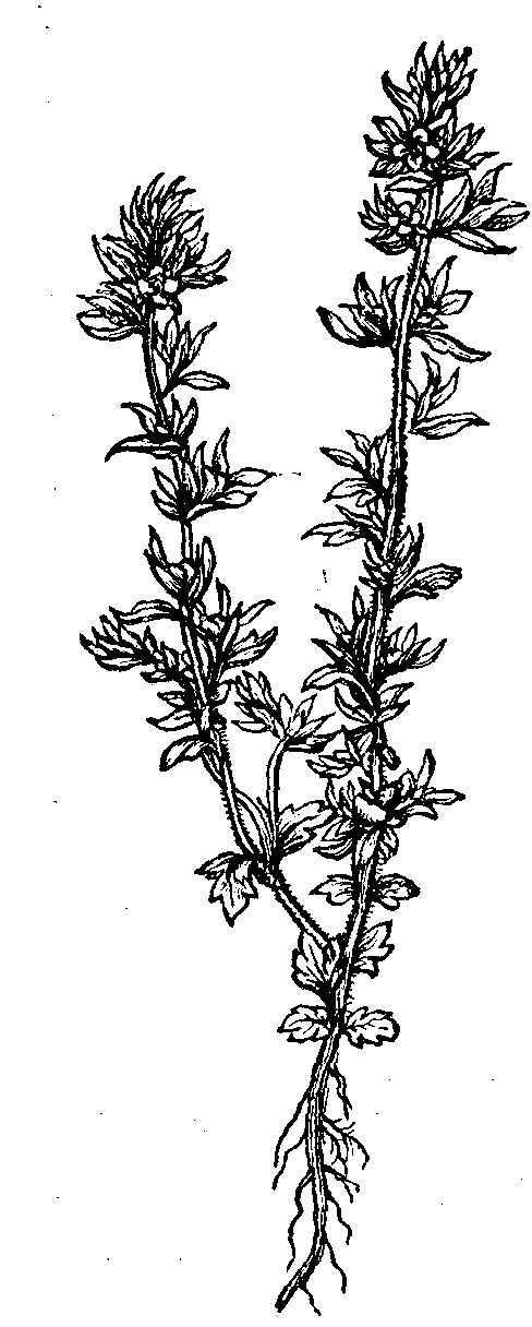 FIG. V. - Veronica Verna.
