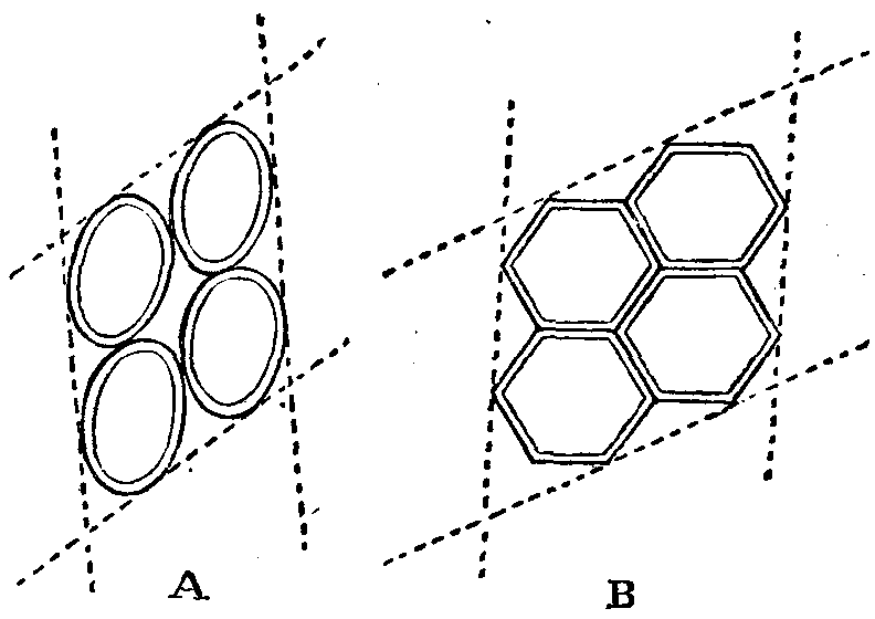 An aggregation of cells, which, first of spherical form, have become polyhedric by their increase and mutual compression.