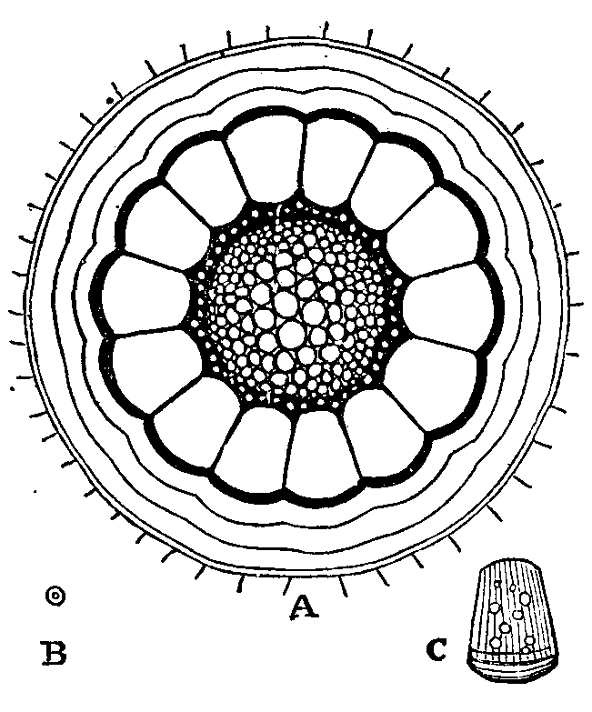 Stem structure.