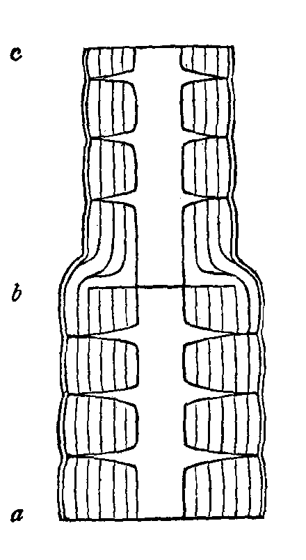 FIG. 26. A stem of two years growth.