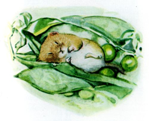 Timmy Willie fell fast asleep.