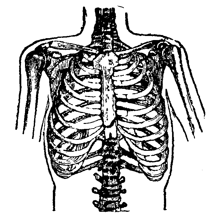 A natural, well-shaped chest.