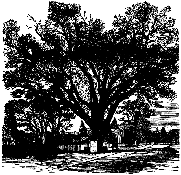 THE WASHINGTON ELM. [From D. Lothrop & Company's Young
Folks' Life of Washington.]