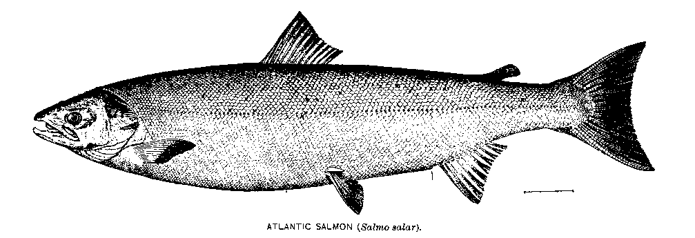 Atlantic salmon
