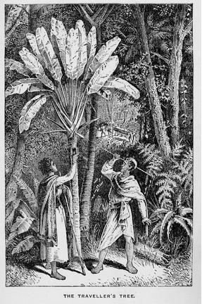 The Traveller’s Tree
