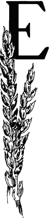 E, decorated with stem of corn