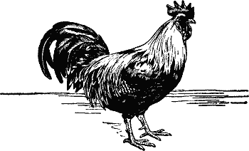 Cockerel