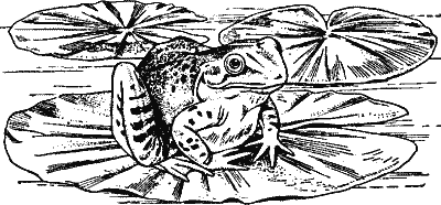 A Frog.