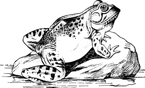 A Frog.