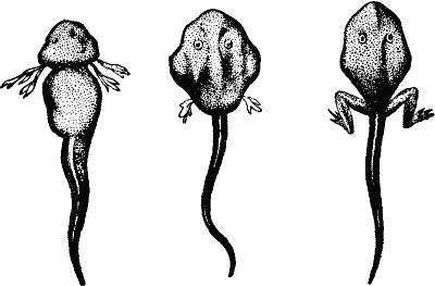 Tadpoles.