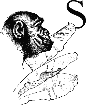 Head of Gorilla.