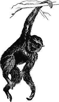 A Gibbon.