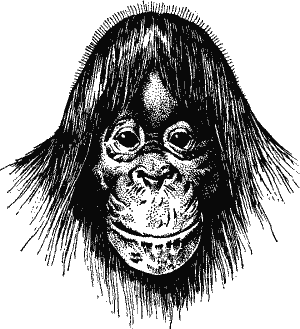 Head of Orang-Utan.