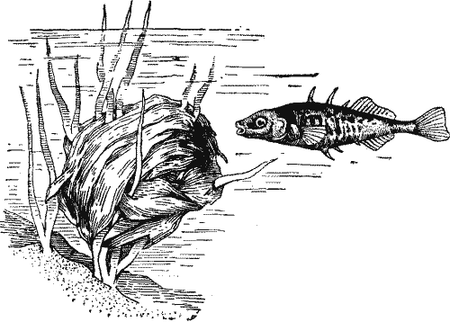 No. 1. Female Stickleback about to Enter Nest.