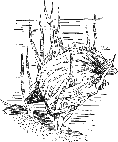 No. 2. Female Stickleback Laying Eggs in Nest.