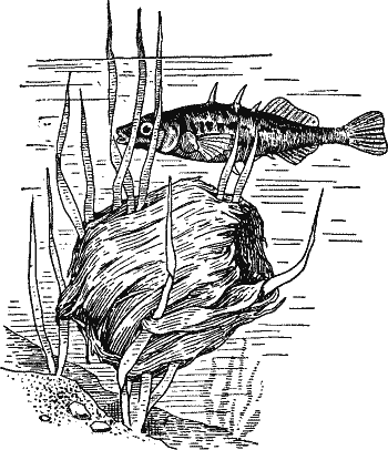 No. 3. Male Stickleback Watching Eggs in Nest.
