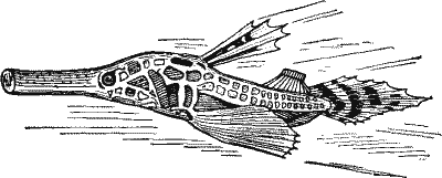 No. 4. Female Tube-Mouth.