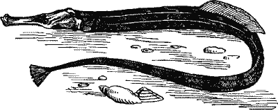 No. 6. Pipe-Fish.