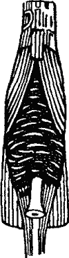 No. 5. Pouch of Tube-Mouth.
